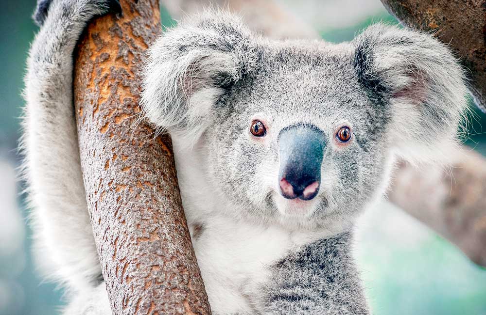 Australia declara a los koalas como una especie en peligro de extinción
