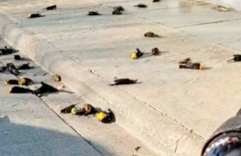 Profepa revela lo que provocó la muerte de un centenar de aves en Chihuahua