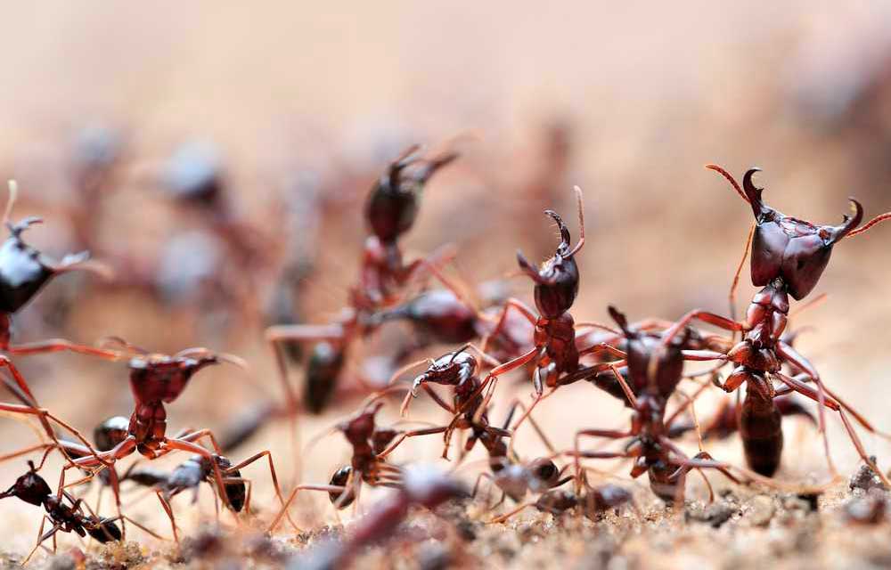 Científicos franceses descubren que las hormigas pueden ‘oler’ el cáncer