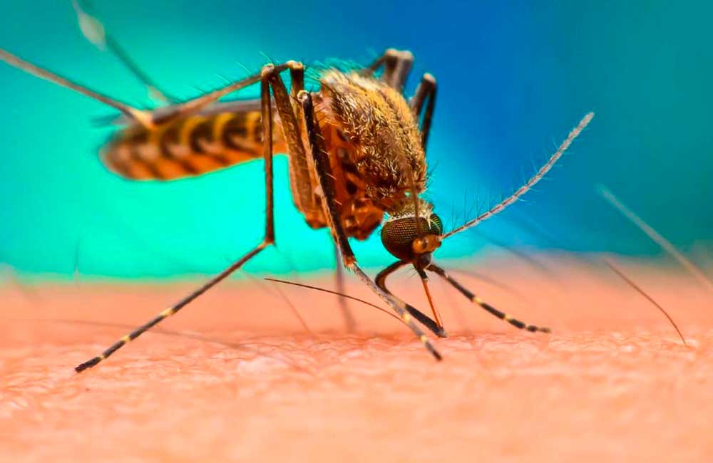 Liberarán mosquitos modificados genéticamente en prueba piloto para combatir dengue y zika