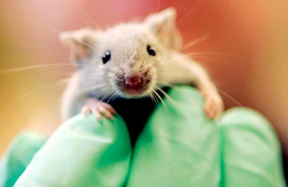 Científicos rejuvenecen células de roedores denominado “los factores de Yamanaka”.