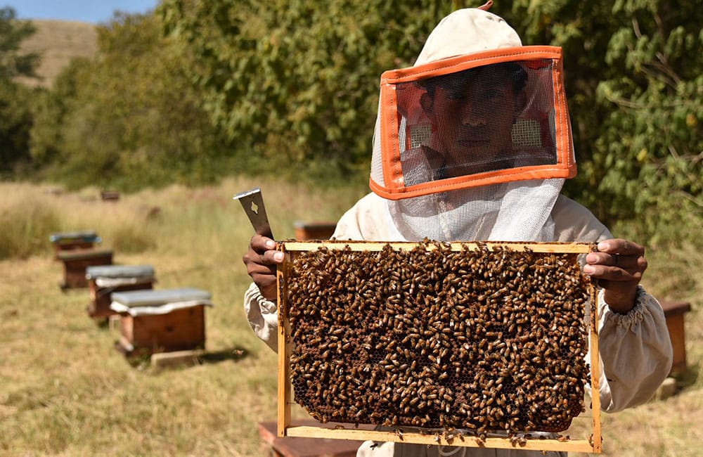 Oaxaca, sexto productor a nivel nacional en miel de abeja