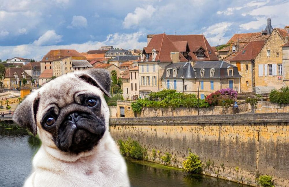 Multarán en Francia hasta con 750 euros a quien no recoja las heces de su perro