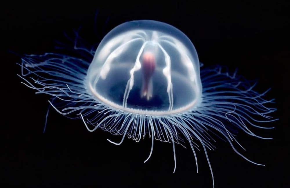 Descifran secretos para la vida eterna que escondía la medusa  inmortal