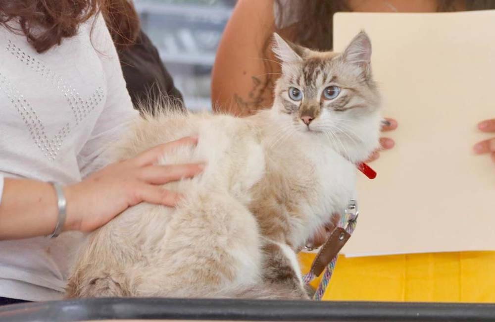 UABJO realiza la primera Expo Felina, única en su tipo