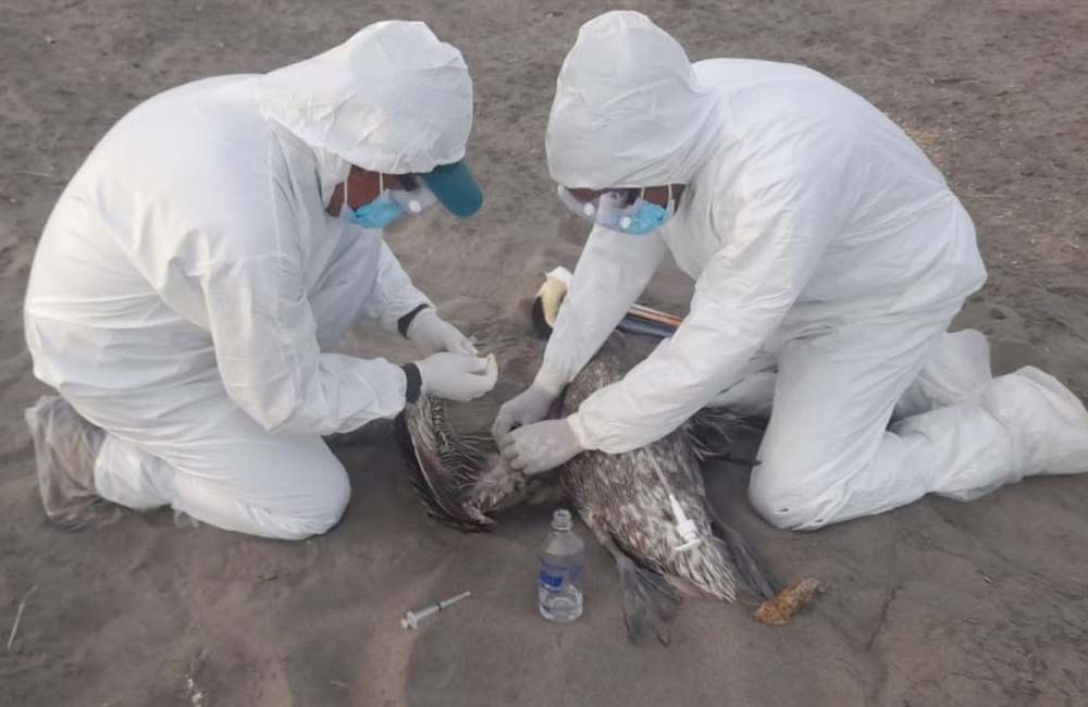 Continúan muestreos de aves muertas halladas en las costas de Oaxaca