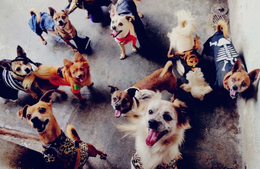 Invita Veterinaria UABJO a inscribir a sus perritos en el Chihuafest 2023