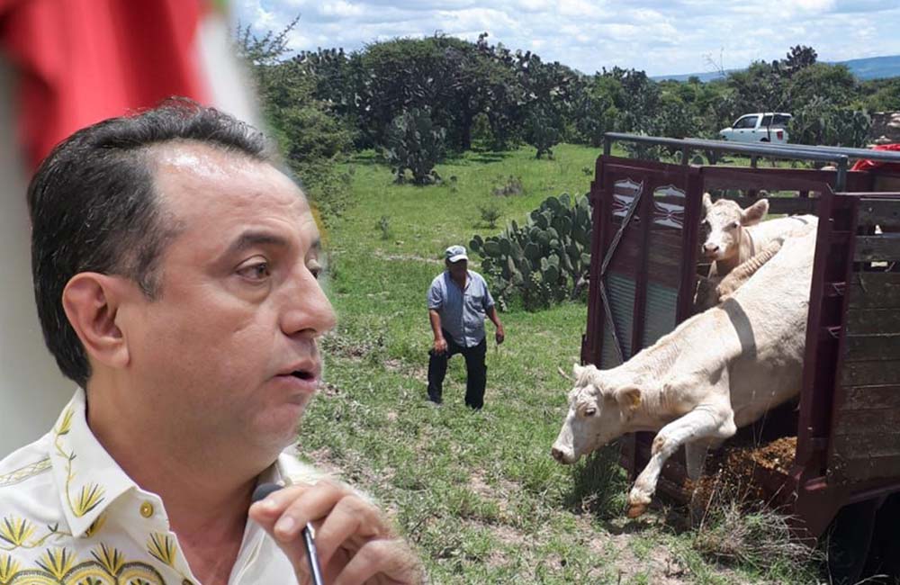 Incrementa Congreso las penas por robo de ganado en Oaxaca