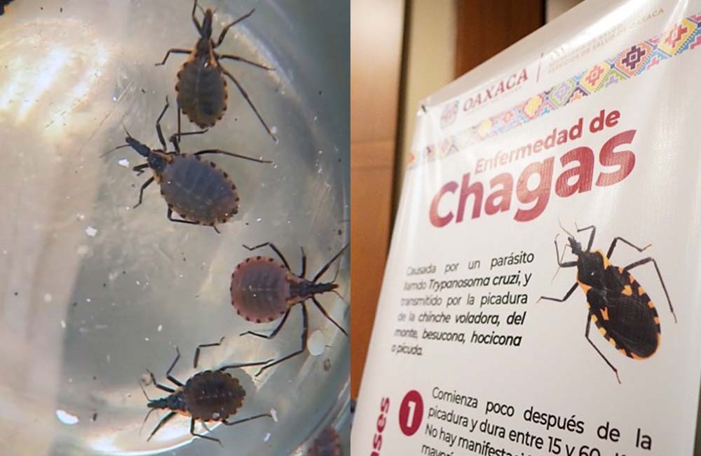 Limpieza de los hogares esencial para evitar enfermedad de Chagas