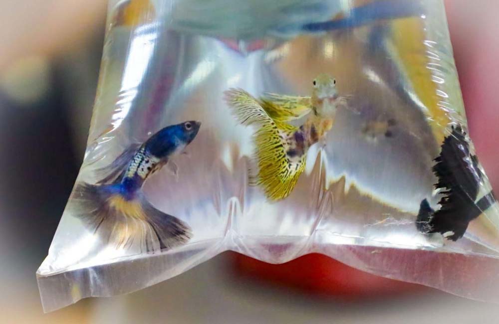 Invitan a “Expo Guppy 2024”, una feria de peces en la UABJO