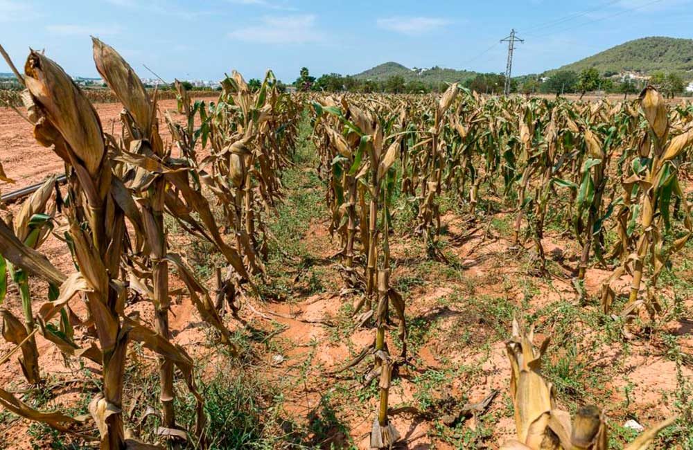 Afectaciones-de-cosecha-por-el-clima-2