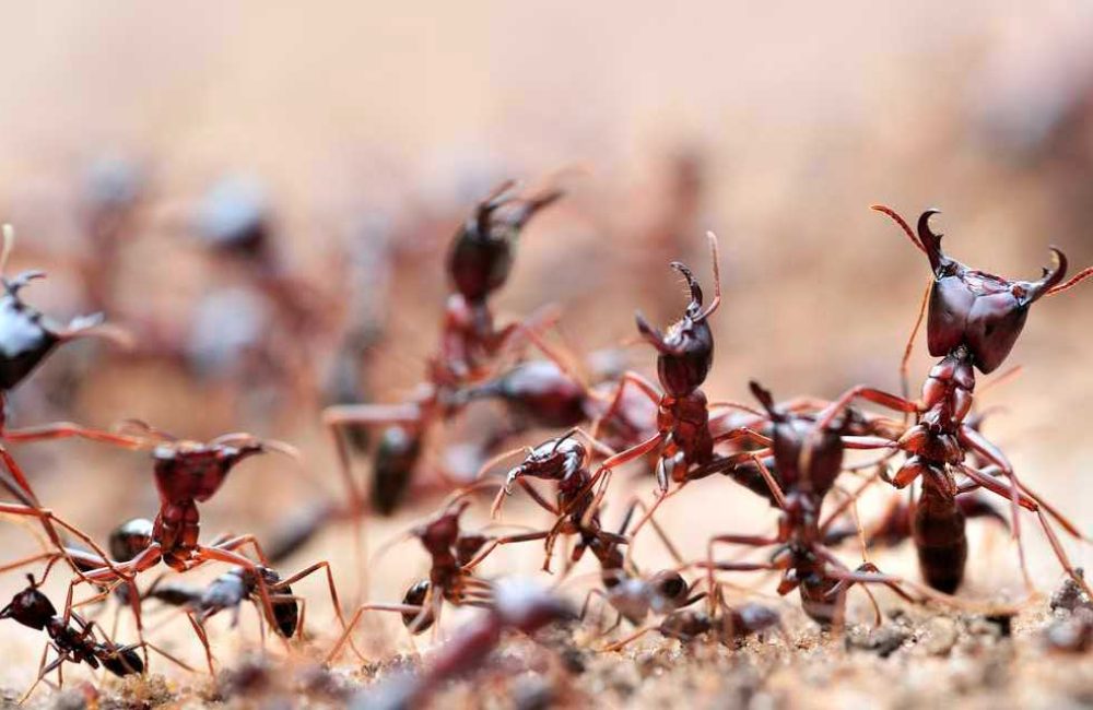 Científicos-descubren-que-las-hormigas-pueden-oler-el-cáncer