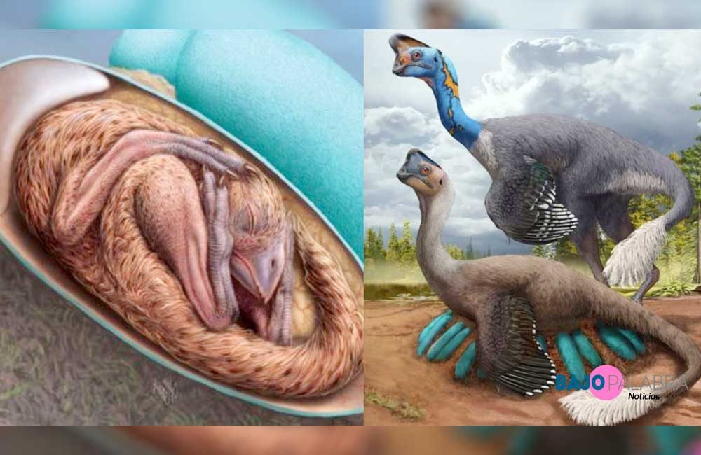 Descubren embrión dinosaurio que confirma su conexión con aves; lo apodan  “Bebé Yingliang” - PressLibre