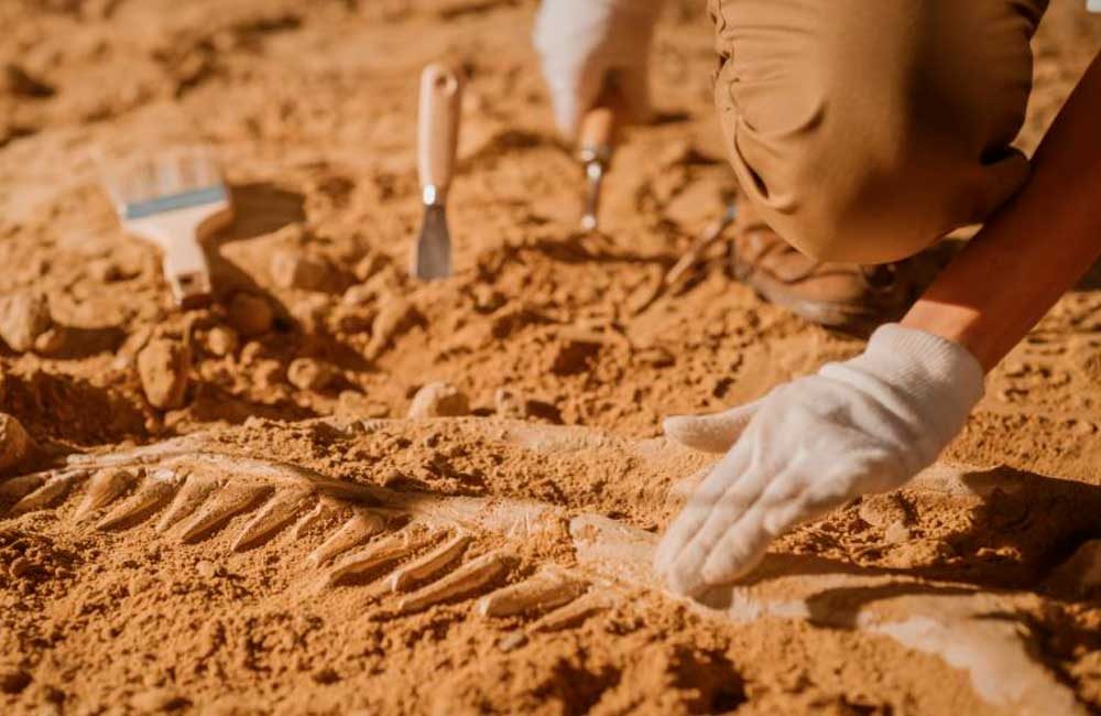 Descubren-esqueleto-de-nueva-especie-de-dinosaurio-en-Missouri