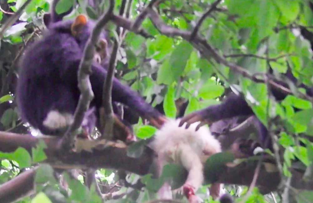 El-brutal-asesinato-de-una-cría-albina-muestra-la-cruda-realidad-de-los-infanticidios-entre-chimpancés
