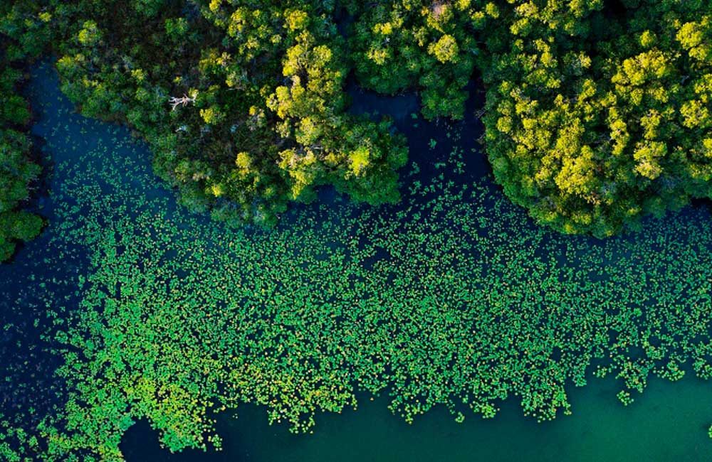 Hallan-bosque-de-manglares,-enorme-y-antiguo,-oculto-entre-México-y-Guatemala
