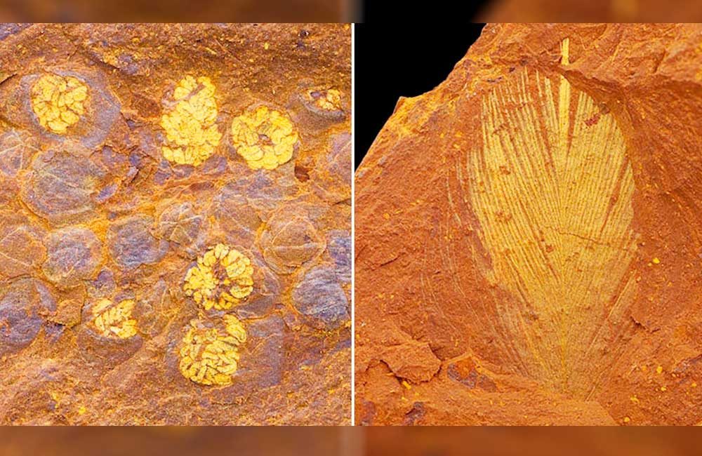Hallan-fósiles-de-arañas,-cigarras-gigantes-y-peces-de-millones-de-años-en-Australia