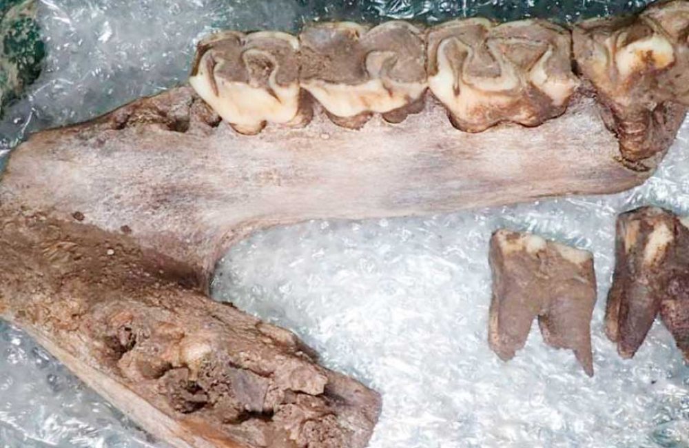 Hallan-restos-de-megafauna-de-la-última-edad-de-hielo-en-Inglaterra
