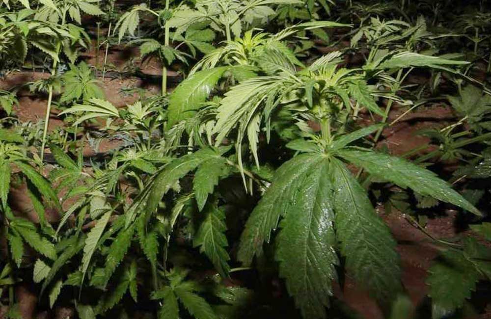 Plantío-marihuana