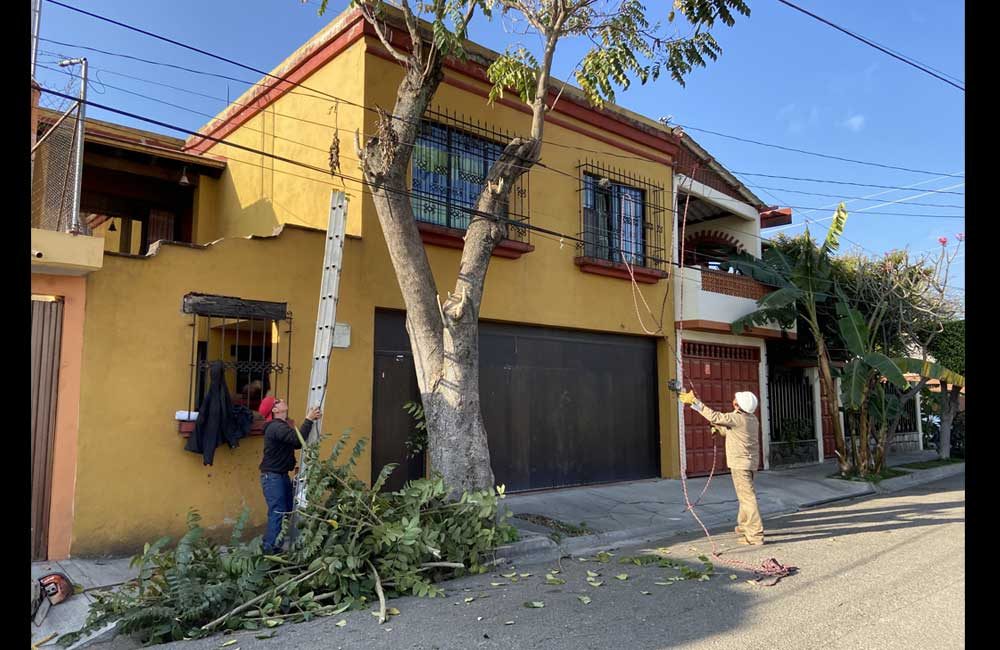 Podada-árbol