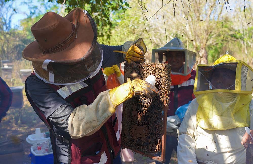 Sefader combate plagas en apiarios