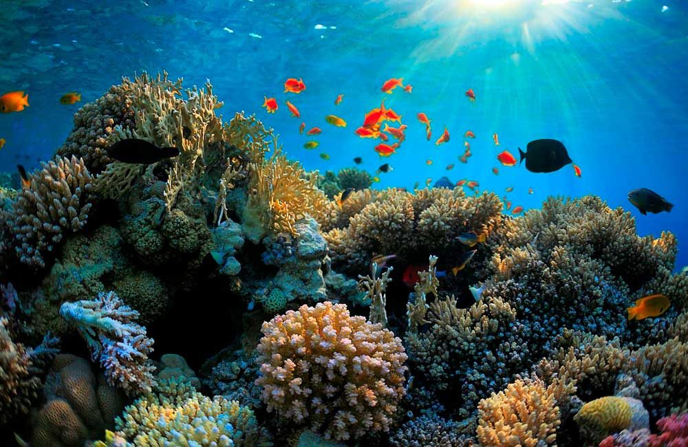 Unesco-estudiará-impacto-del-cambio-climático-en-la-vida-marina